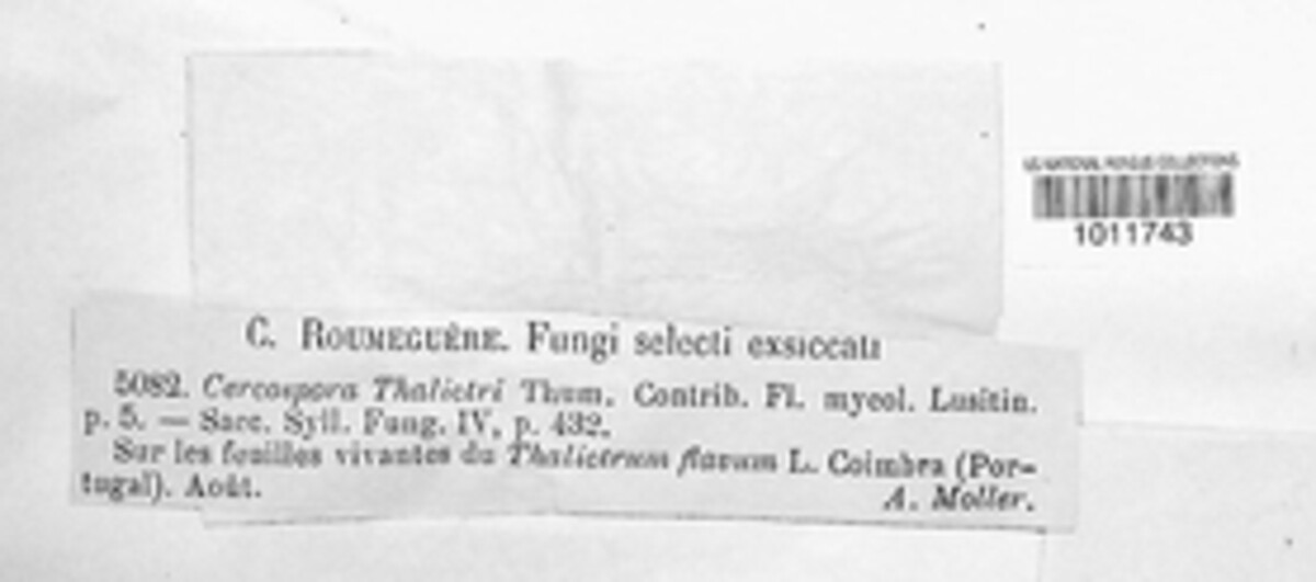 Passalora thalictri image